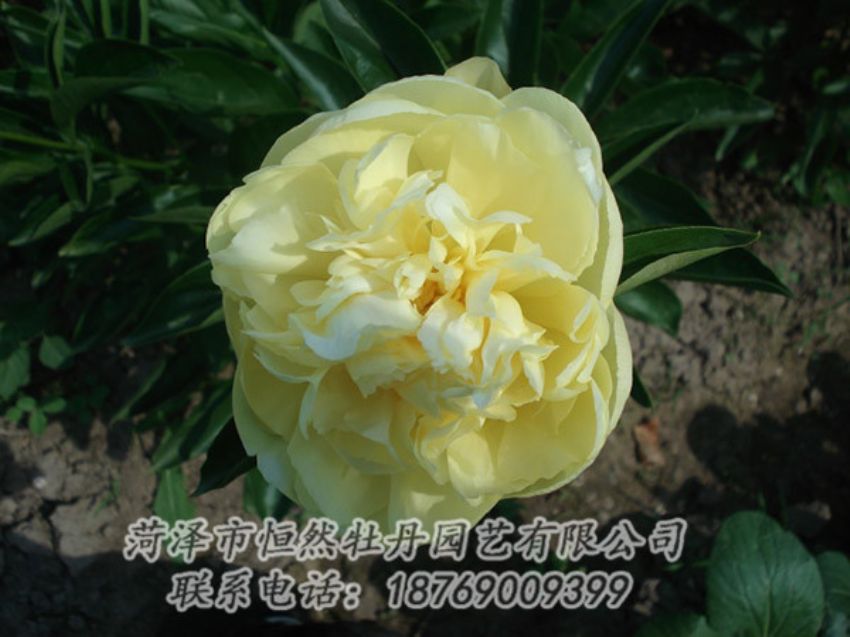 點擊查看詳細信息<br>標(biāo)題：黃色芍藥 閱讀次數(shù)：1280