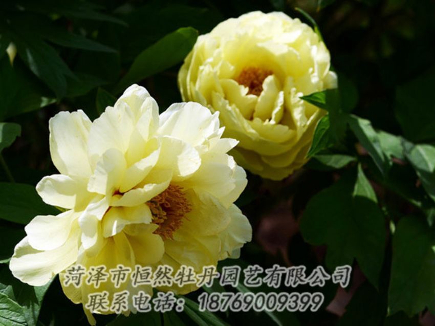 點擊查看詳細信息<br>標(biāo)題：黃色芍藥 閱讀次數(shù)：1206