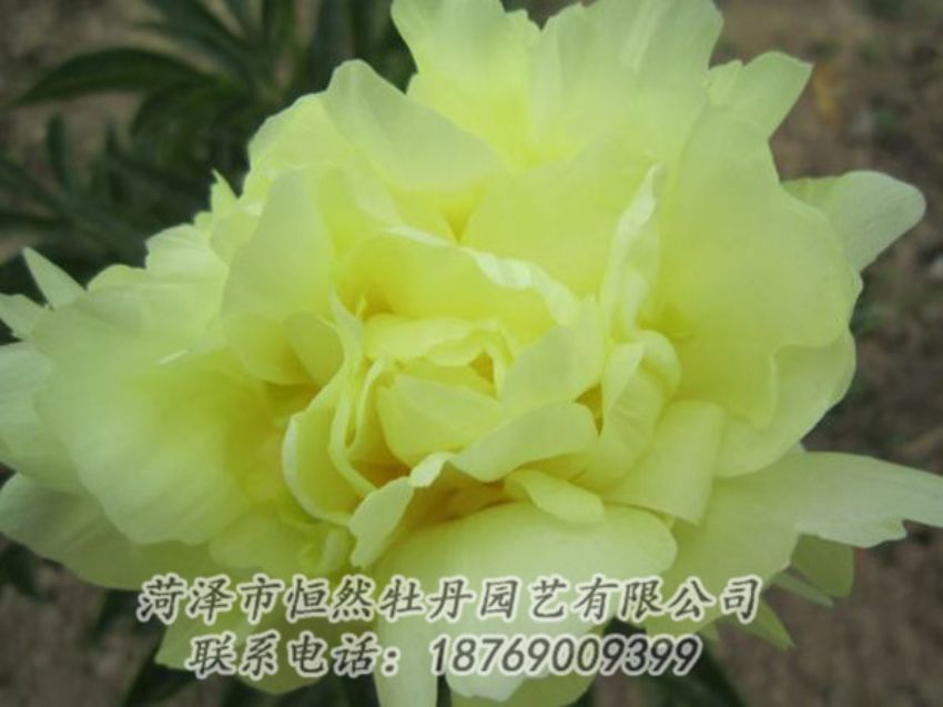 點擊查看詳細信息<br>標(biāo)題：黃色芍藥 閱讀次數(shù)：1231