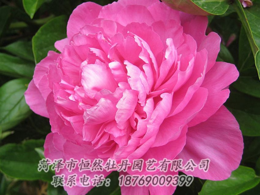 點(diǎn)擊查看詳細(xì)信息<br>標(biāo)題：紅色芍藥 閱讀次數(shù)：1072