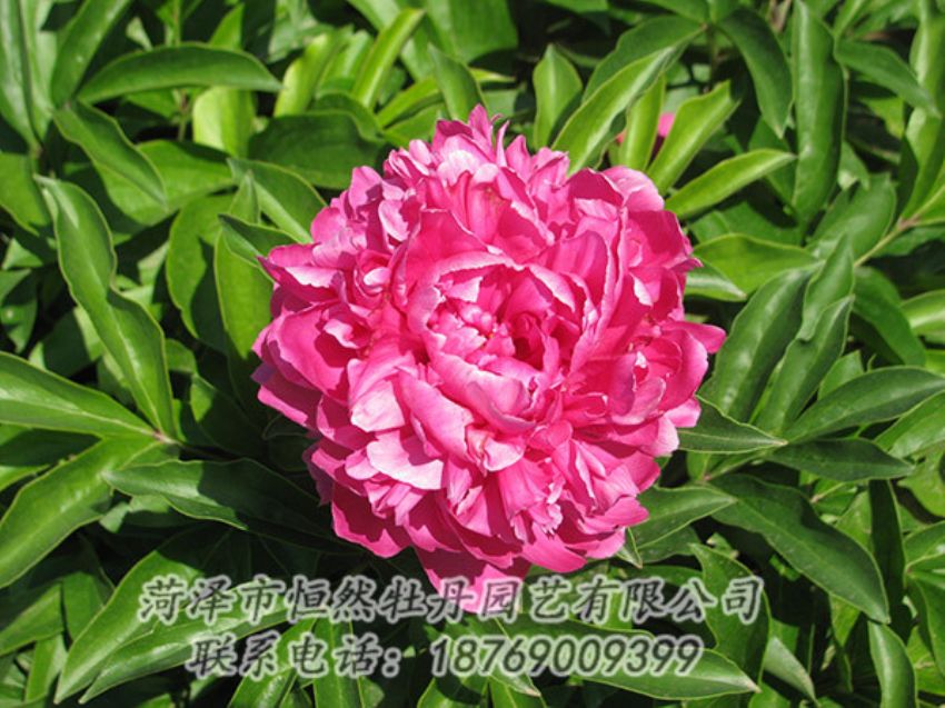 點(diǎn)擊查看詳細(xì)信息<br>標(biāo)題：紅色芍藥 閱讀次數(shù)：1168