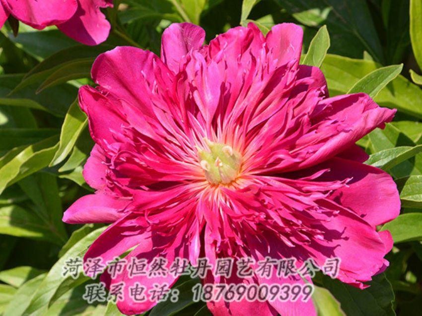 點(diǎn)擊查看詳細(xì)信息<br>標(biāo)題：紅色芍藥 閱讀次數(shù)：1117