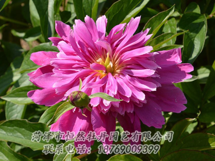 點(diǎn)擊查看詳細(xì)信息<br>標(biāo)題：紅色芍藥 閱讀次數(shù)：1154