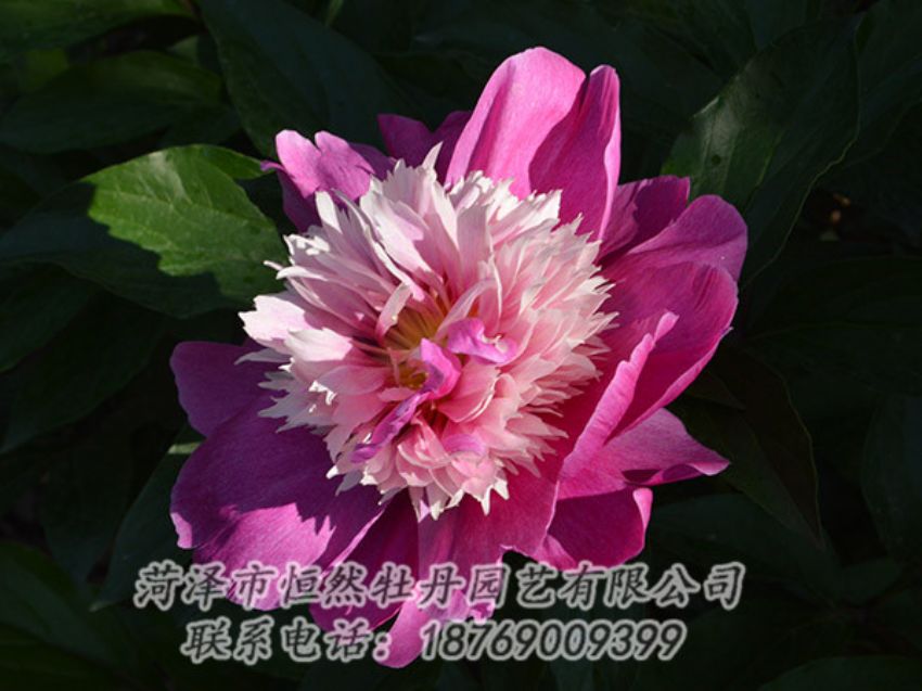 點(diǎn)擊查看詳細(xì)信息<br>標(biāo)題：紅色芍藥 閱讀次數(shù)：1244