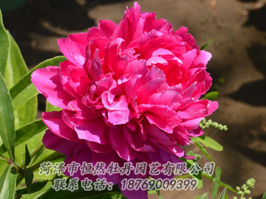 點(diǎn)擊查看詳細(xì)信息<br>標(biāo)題：紅色芍藥 閱讀次數(shù)：1133