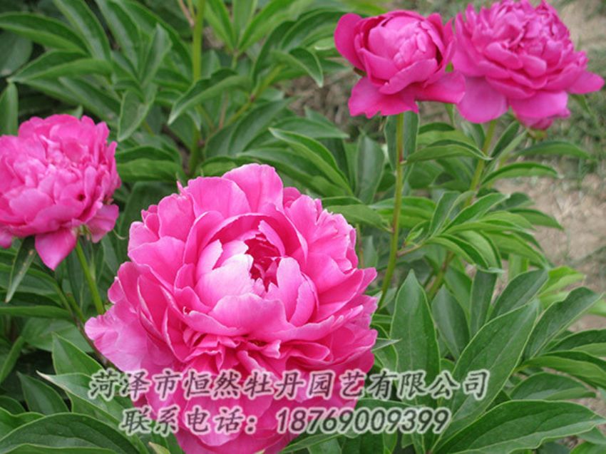 點(diǎn)擊查看詳細(xì)信息<br>標(biāo)題：紅色芍藥 閱讀次數(shù)：1157