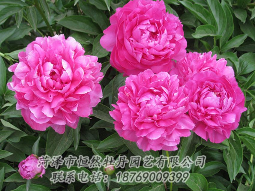 點(diǎn)擊查看詳細(xì)信息<br>標(biāo)題：紅色芍藥 閱讀次數(shù)：1176