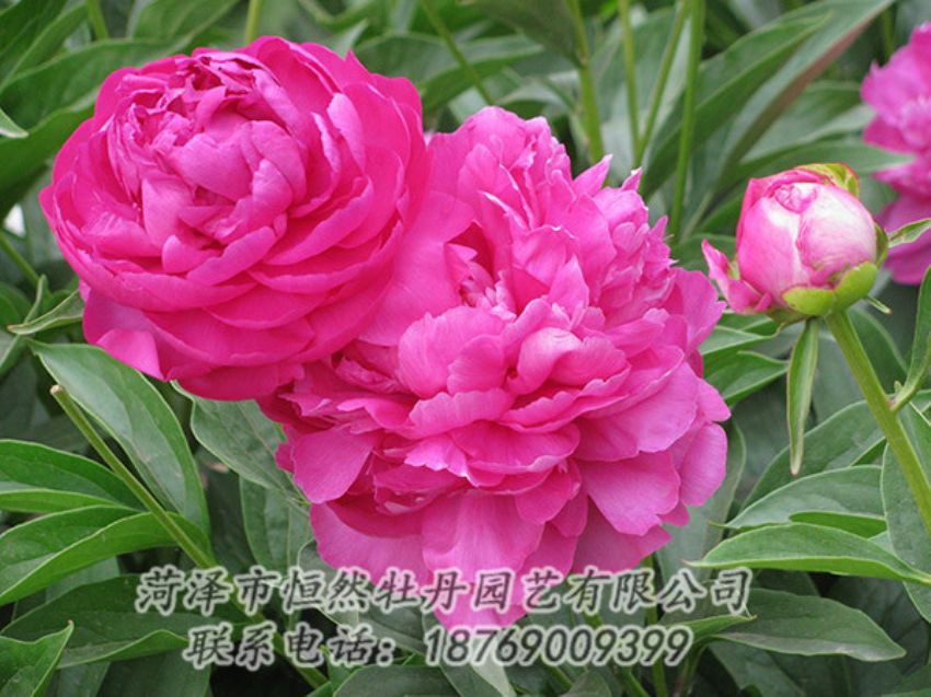 點(diǎn)擊查看詳細(xì)信息<br>標(biāo)題：紅色芍藥 閱讀次數(shù)：1172