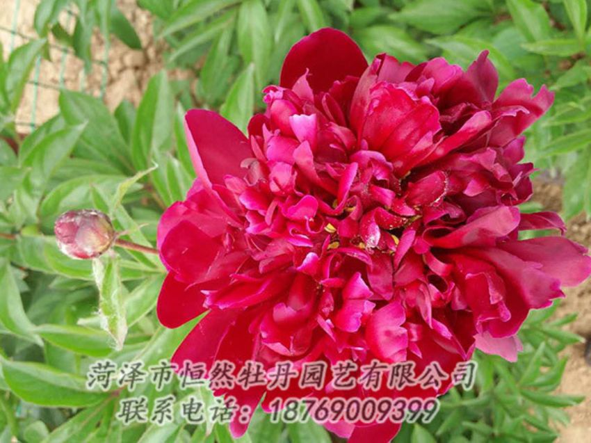 點(diǎn)擊查看詳細(xì)信息<br>標(biāo)題：紅色芍藥 閱讀次數(shù)：1180