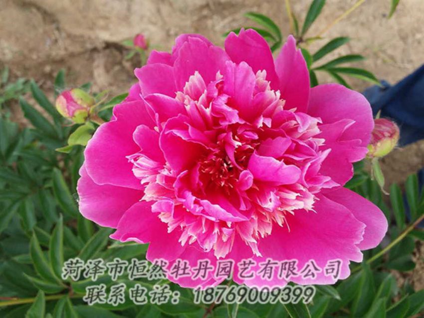 點擊查看詳細信息<br>標題：紅色芍藥 閱讀次數(shù)：1209