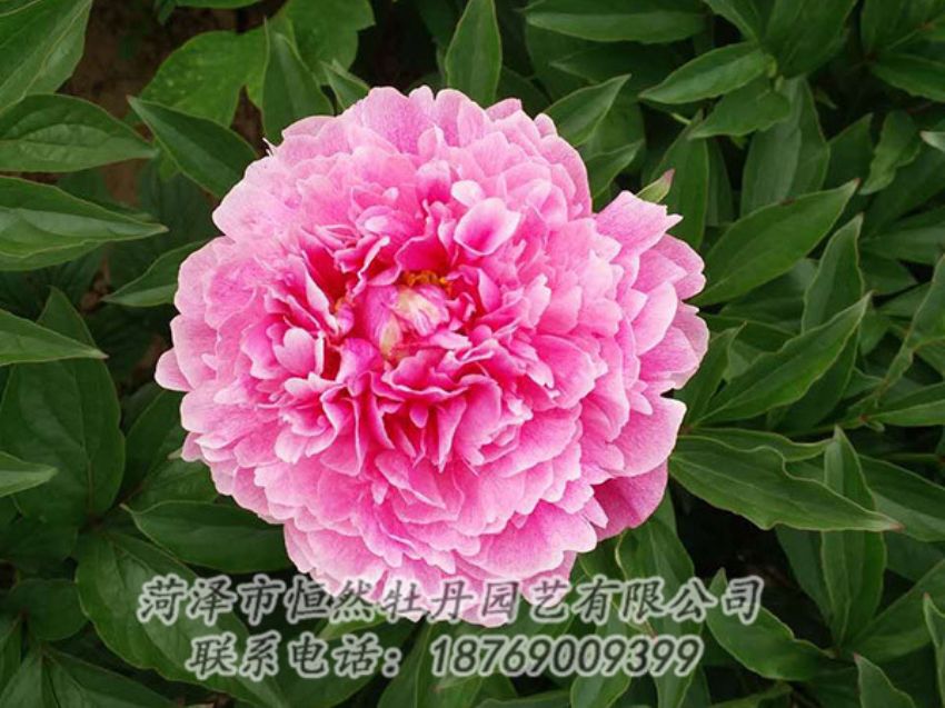 點擊查看詳細信息<br>標題：紅色芍藥 閱讀次數(shù)：1209