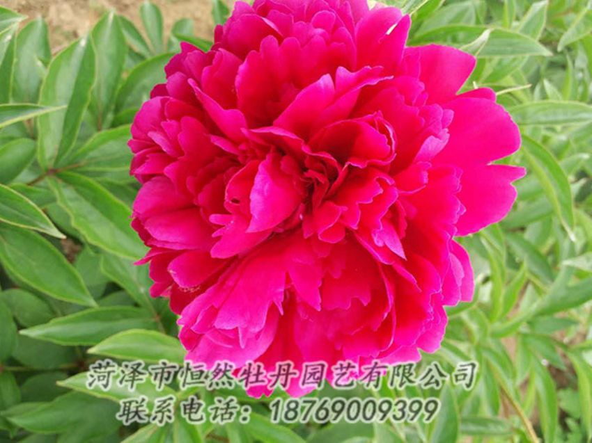 點擊查看詳細信息<br>標題：紅色芍藥 閱讀次數(shù)：1253