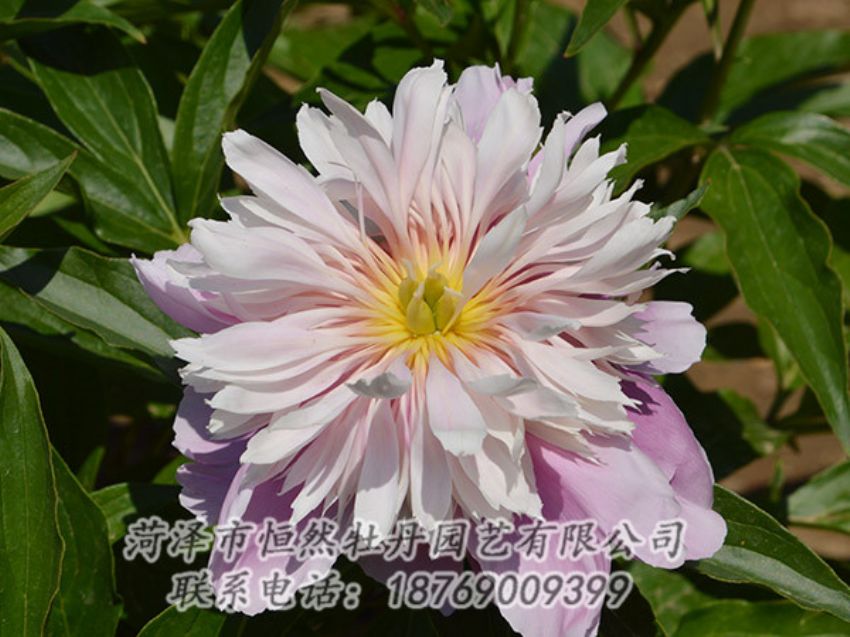 點擊查看詳細信息<br>標題：粉色芍藥 閱讀次數(shù)：1294