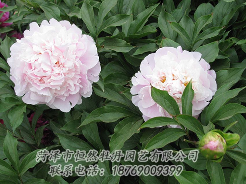 點擊查看詳細信息<br>標題：粉色芍藥 閱讀次數(shù)：1185