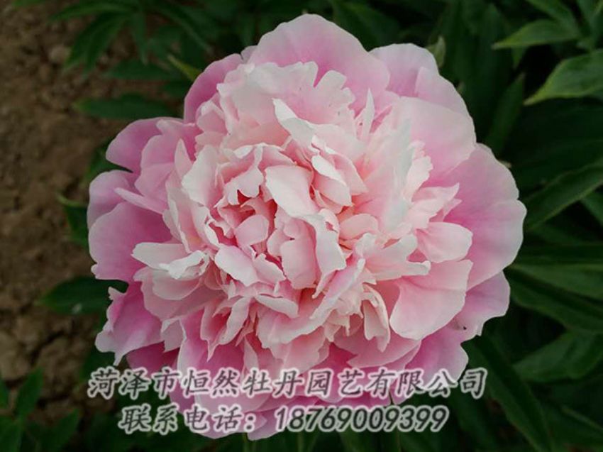 點擊查看詳細信息<br>標題：粉色芍藥 閱讀次數(shù)：1423