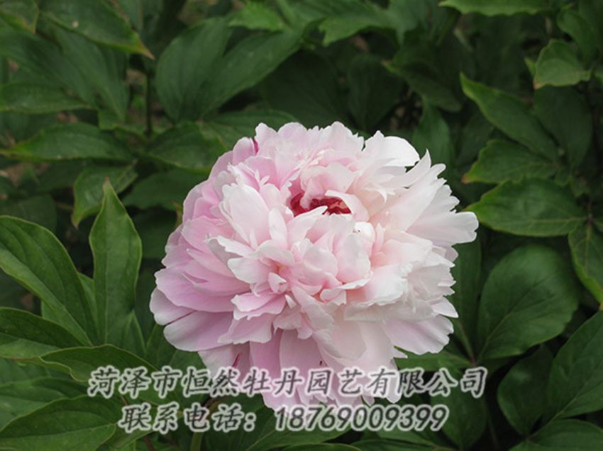 點擊查看詳細信息<br>標題：粉色芍藥 閱讀次數(shù)：1150