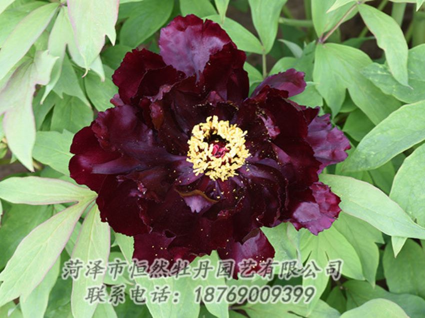 點(diǎn)擊查看詳細(xì)信息<br>標(biāo)題：黑色牡丹 閱讀次數(shù)：1329