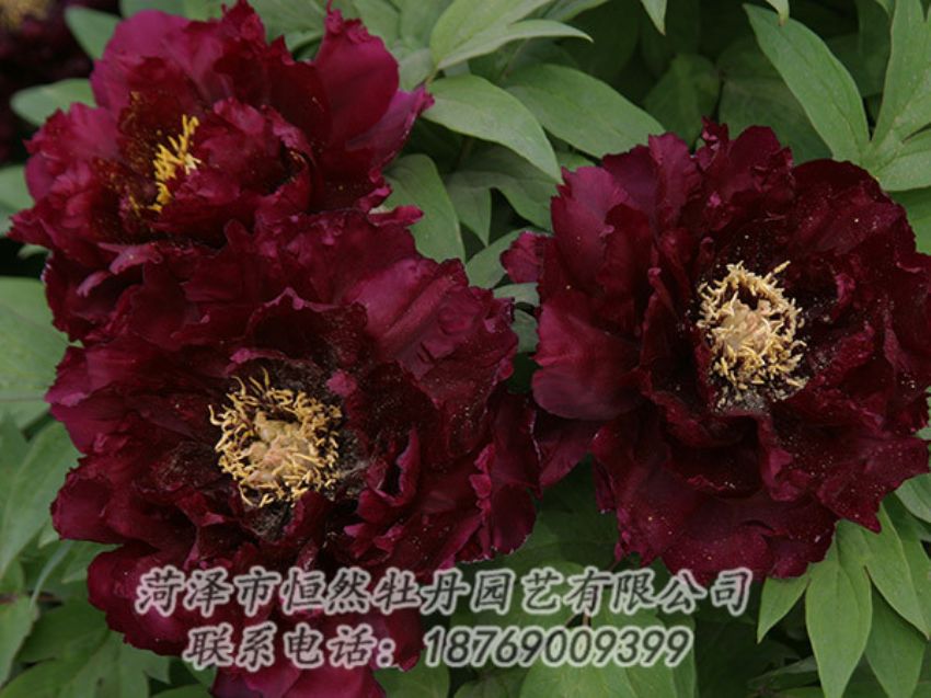 點(diǎn)擊查看詳細(xì)信息<br>標(biāo)題：黑色牡丹 閱讀次數(shù)：1169