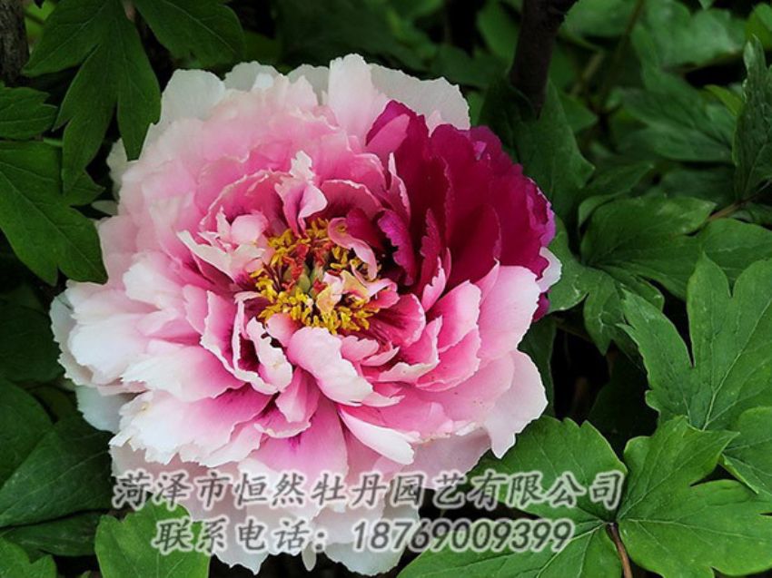 點擊查看詳細信息<br>標題：復色牡丹 閱讀次數(shù)：1252