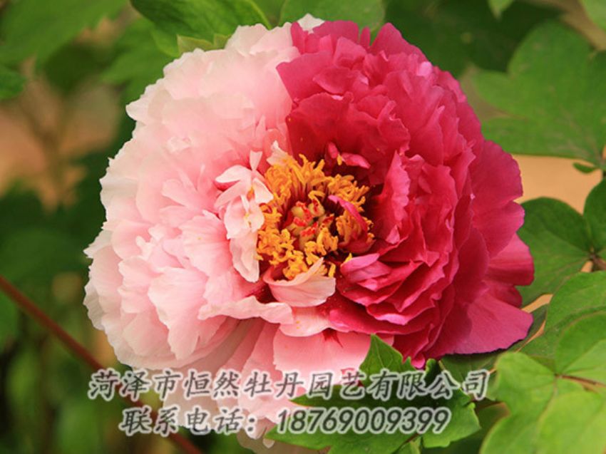 點擊查看詳細信息<br>標題：復色牡丹 閱讀次數(shù)：1321