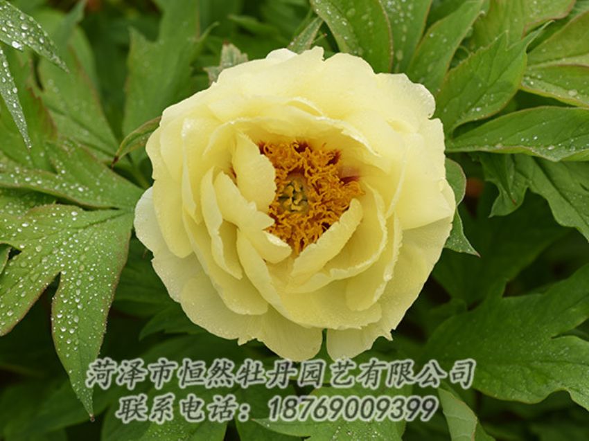 點擊查看詳細信息<br>標題：黃色牡丹 閱讀次數(shù)：1137