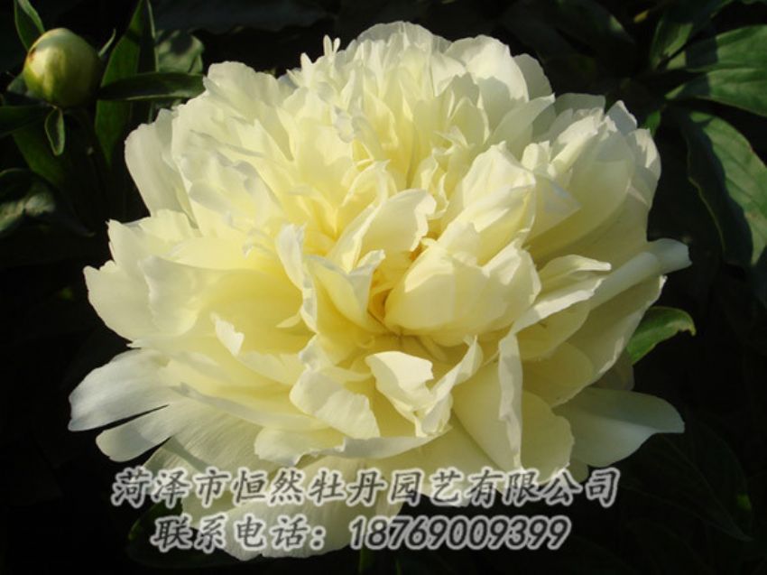 點擊查看詳細信息<br>標題：黃色牡丹 閱讀次數(shù)：1095