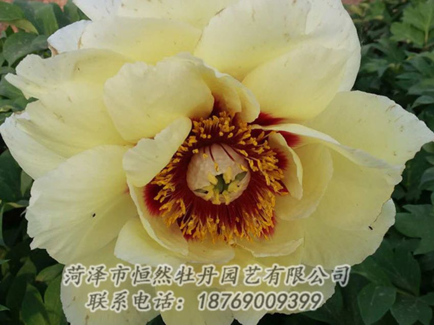 點(diǎn)擊查看詳細(xì)信息<br>標(biāo)題：黃色牡丹 閱讀次數(shù)：1204
