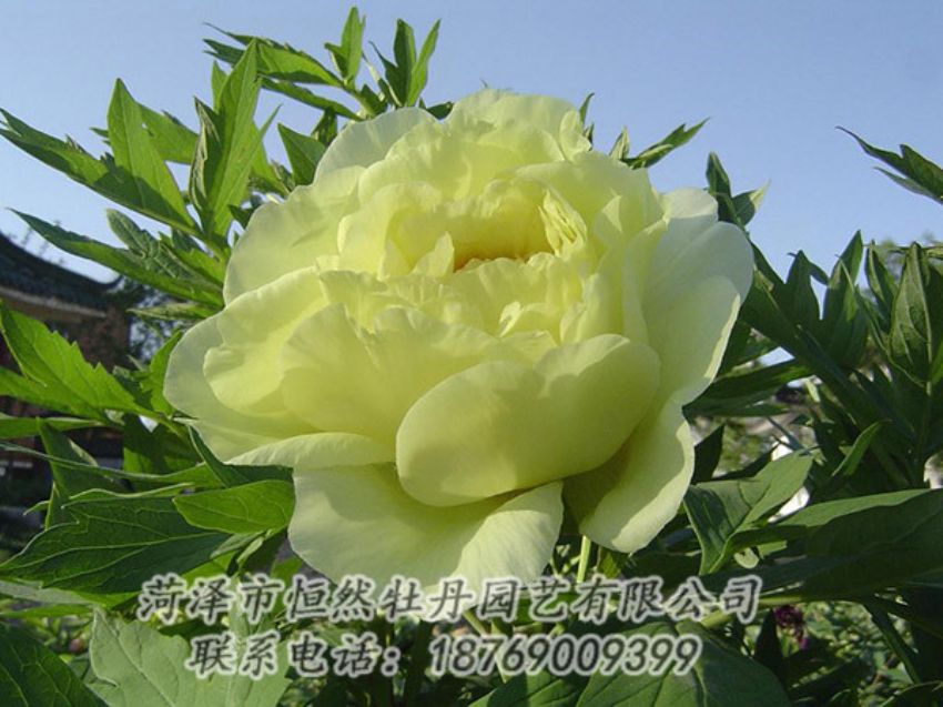 點(diǎn)擊查看詳細(xì)信息<br>標(biāo)題：黃色牡丹 閱讀次數(shù)：1163