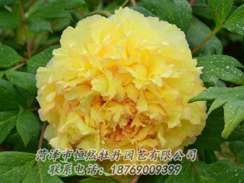 點(diǎn)擊查看詳細(xì)信息<br>標(biāo)題：黃色牡丹 閱讀次數(shù)：1178