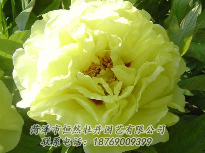 點(diǎn)擊查看詳細(xì)信息<br>標(biāo)題：黃色牡丹 閱讀次數(shù)：1143
