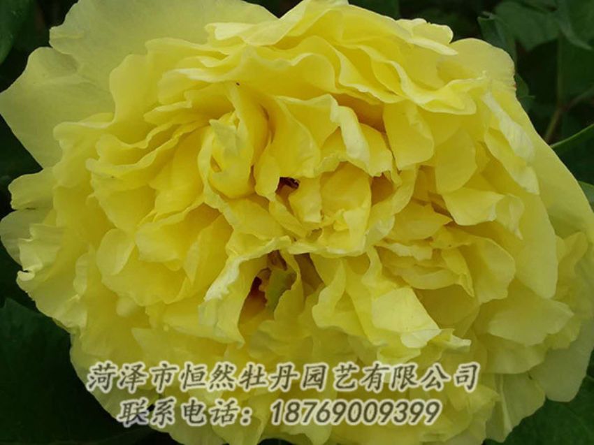 點(diǎn)擊查看詳細(xì)信息<br>標(biāo)題：黃色牡丹 閱讀次數(shù)：1092