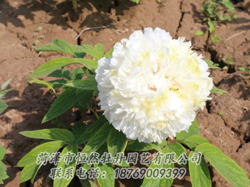 點擊查看詳細信息<br>標(biāo)題：白色牡丹 閱讀次數(shù)：1220