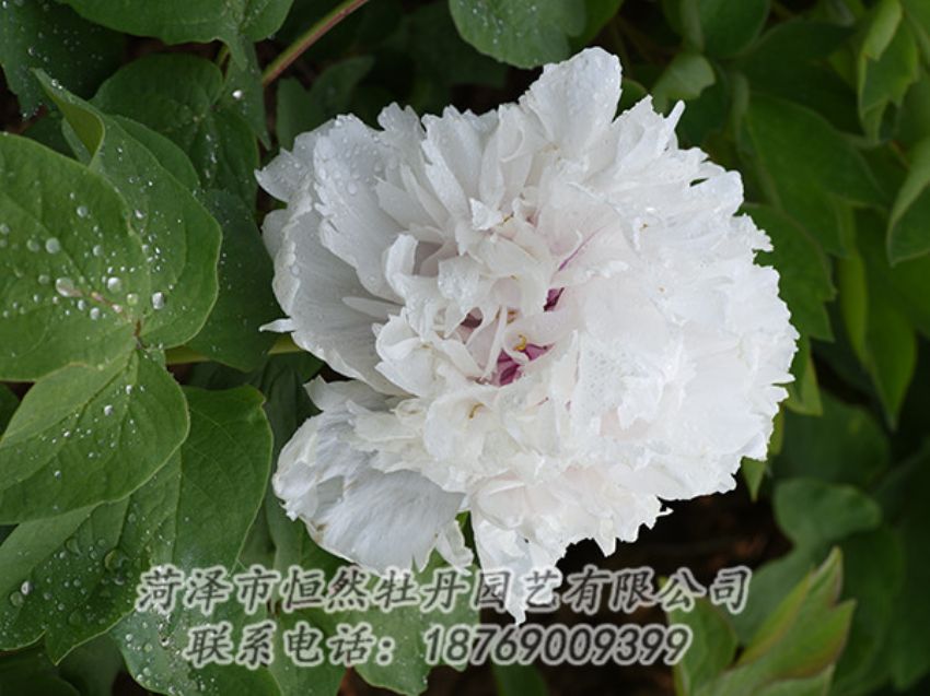 點擊查看詳細信息<br>標(biāo)題：白色牡丹 閱讀次數(shù)：1185