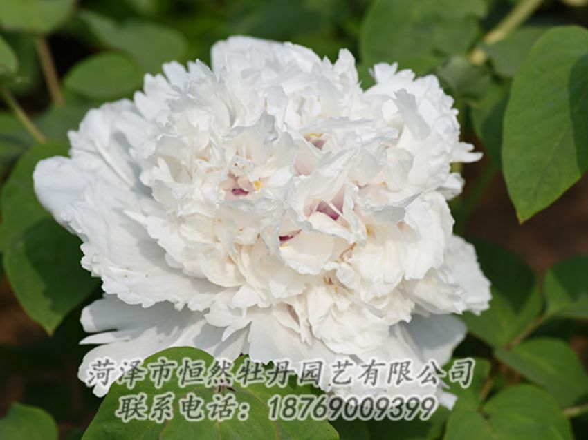 點擊查看詳細信息<br>標(biāo)題：白色牡丹 閱讀次數(shù)：1223