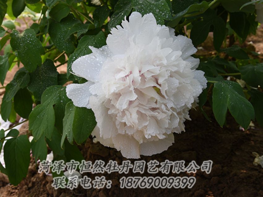 點擊查看詳細信息<br>標(biāo)題：白色牡丹 閱讀次數(shù)：1168