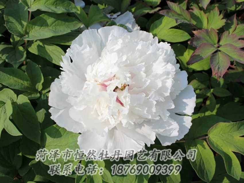 點擊查看詳細信息<br>標(biāo)題：白色牡丹 閱讀次數(shù)：1319