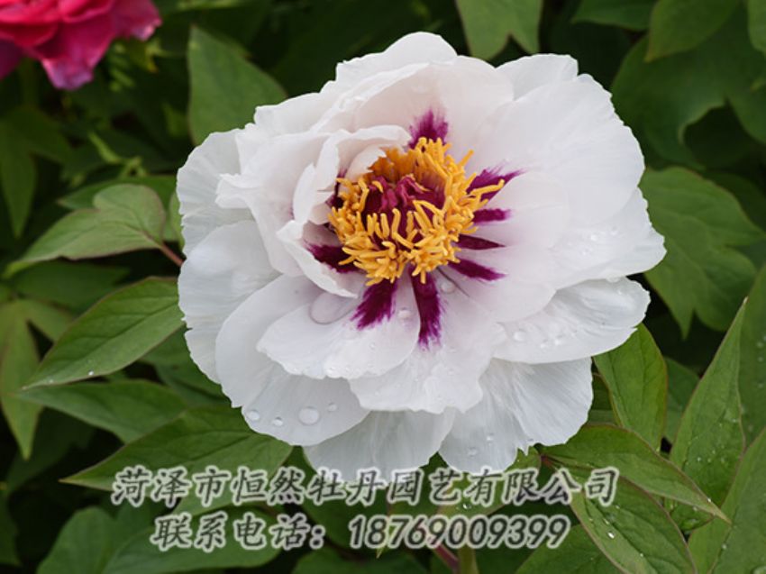 點擊查看詳細信息<br>標(biāo)題：白色牡丹 閱讀次數(shù)：1221