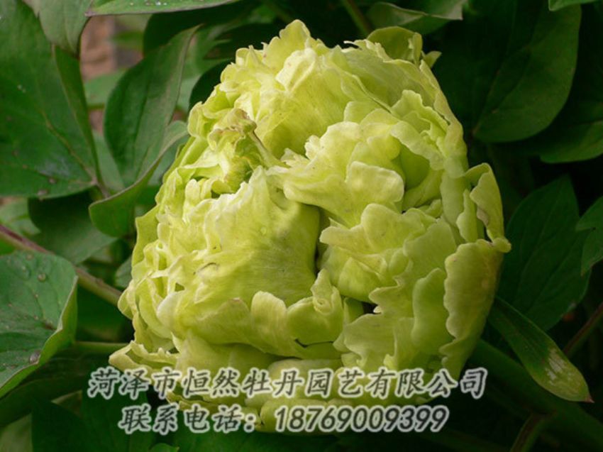點擊查看詳細(xì)信息<br>標(biāo)題：綠色牡丹 閱讀次數(shù)：1267