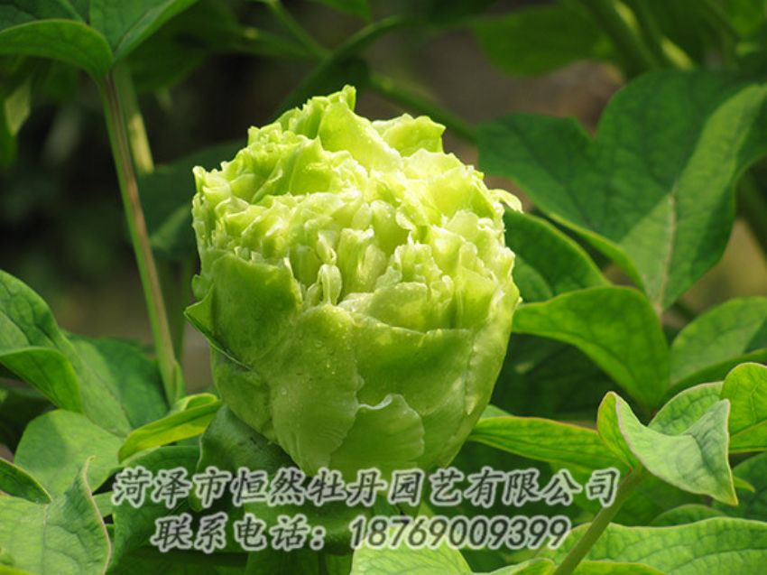 點擊查看詳細(xì)信息<br>標(biāo)題：綠色牡丹 閱讀次數(shù)：1301