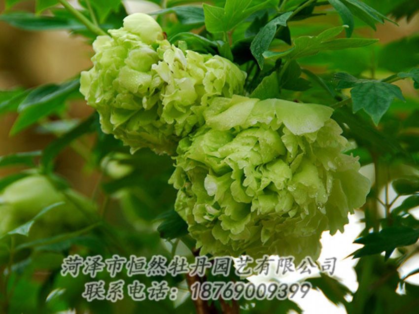 點擊查看詳細(xì)信息<br>標(biāo)題：綠色牡丹 閱讀次數(shù)：1282