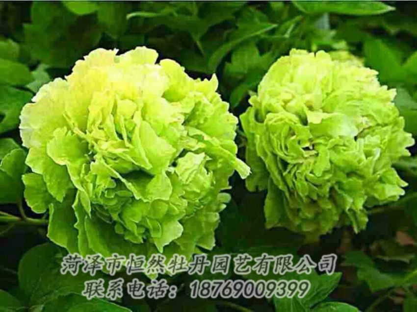 點擊查看詳細(xì)信息<br>標(biāo)題：綠色牡丹 閱讀次數(shù)：1381