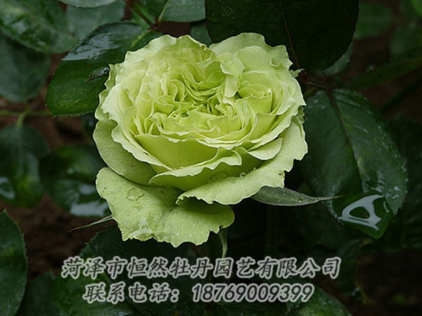 點擊查看詳細(xì)信息<br>標(biāo)題：綠色牡丹 閱讀次數(shù)：1298