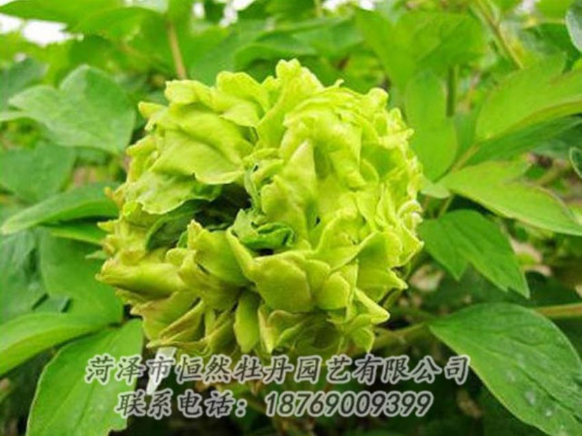 點擊查看詳細(xì)信息<br>標(biāo)題：綠色牡丹 閱讀次數(shù)：1308