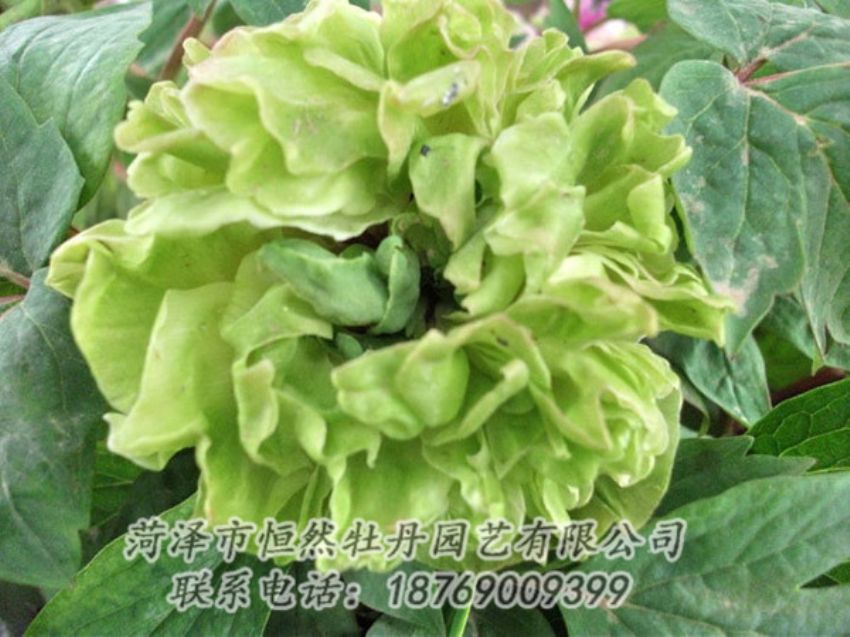 點擊查看詳細(xì)信息<br>標(biāo)題：綠色牡丹 閱讀次數(shù)：1382