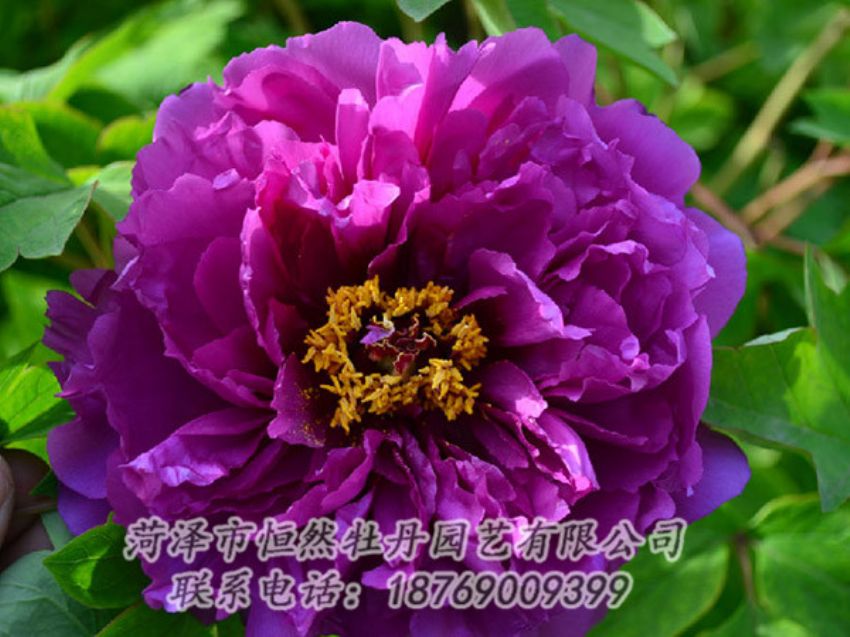 點(diǎn)擊查看詳細(xì)信息<br>標(biāo)題：紫色牡丹 閱讀次數(shù)：1470
