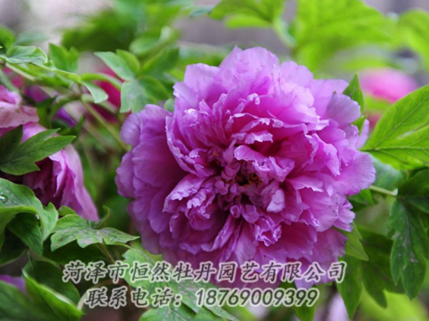 點(diǎn)擊查看詳細(xì)信息<br>標(biāo)題：紫色牡丹 閱讀次數(shù)：1420