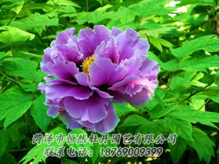 點(diǎn)擊查看詳細(xì)信息<br>標(biāo)題：紫色牡丹 閱讀次數(shù)：1370