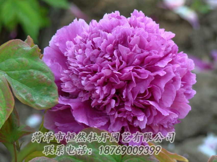 點(diǎn)擊查看詳細(xì)信息<br>標(biāo)題：紫色牡丹 閱讀次數(shù)：1833