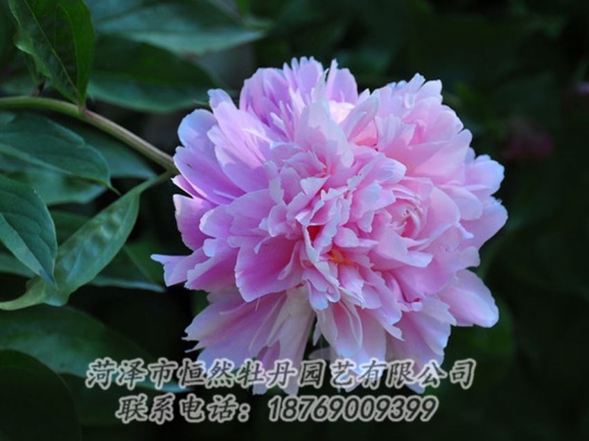 點(diǎn)擊查看詳細(xì)信息<br>標(biāo)題：紫色牡丹 閱讀次數(shù)：1843