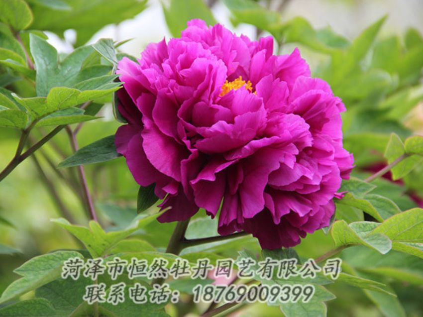 點(diǎn)擊查看詳細(xì)信息<br>標(biāo)題：紫色牡丹 閱讀次數(shù)：1912